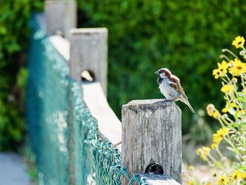 Bird perching on wooden post