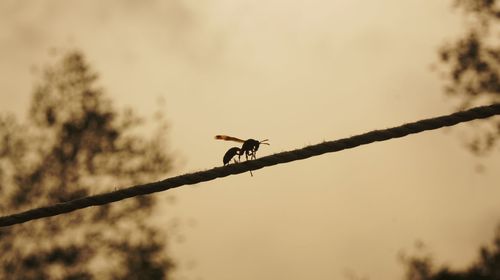 Low angle view of silhouette birds perching on tree against sky