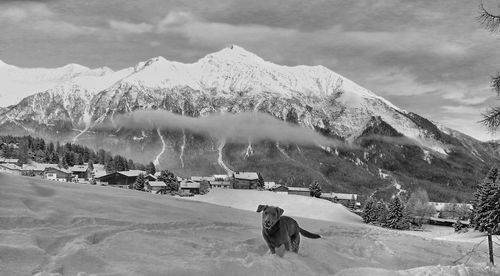Dog on snow covered field against mountain