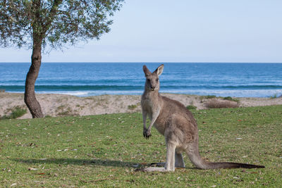 Portrait of kangaroo by beach