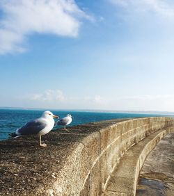 Seagulls on beach