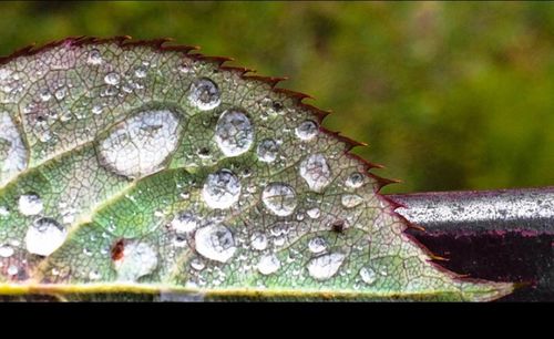 Close-up of water drops on leaf