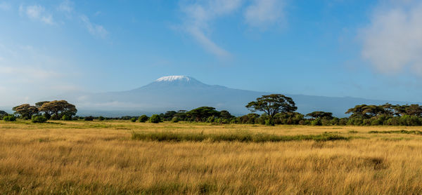 grassland