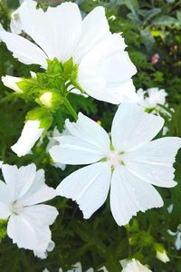 Close-up of white flowers blooming outdoors