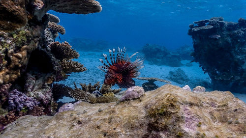 View of coral swimming in sea