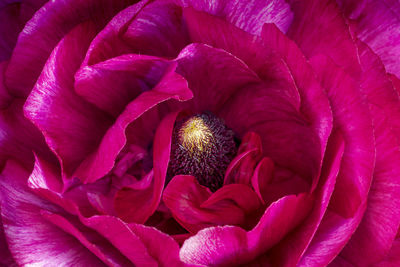 Full frame shot of pink flowering plant