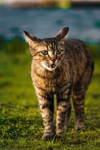 Portrait of tabby cat on field