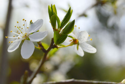 Close-up of white flowering plant