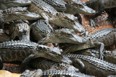 Close-up of alligator 