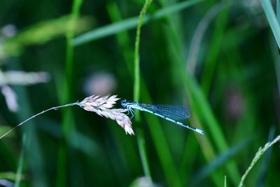 Close-up of dragonfly on grass in the nature 