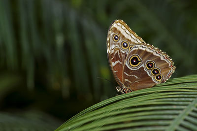 A photo of an owl butterfly, also called a blue morpho butterfly of the nymphalidae family. 