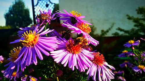 Close-up of bee pollinating on purple flowers