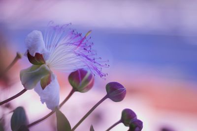 Close-up of pink flowering plant against sky