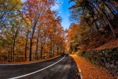 Country road amidst trees during autumn