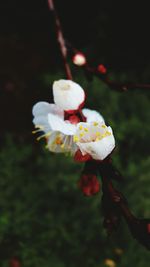 Close-up of flower blooming outdoors