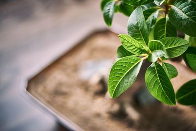 High angle view of leaves in plant
