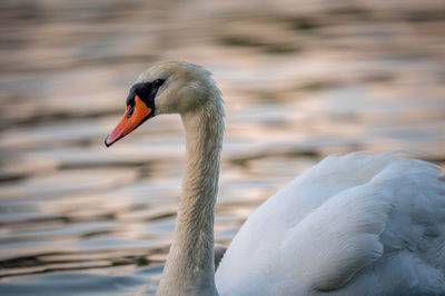 Close-up of swan