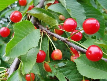 Close-up of red berries growing on tree