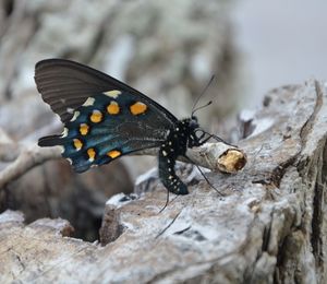 Close-up of butterfly