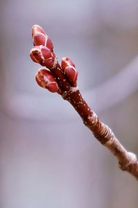 Close-up of red berries on plant