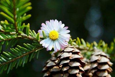 Close-up of flowering plant