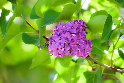 Close-up of purple flowers