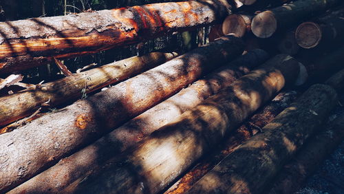 Close-up of logs in forest