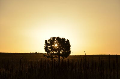 Tree on field against sky during sunset