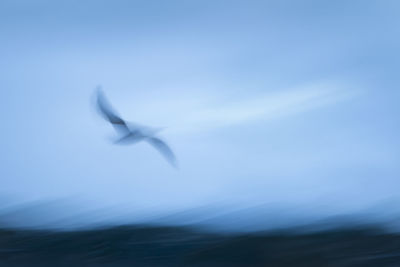 Low angle view of seagull flying in sky