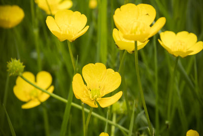 Close-up of yellow flowering plant on field