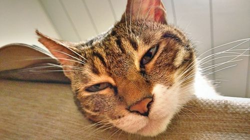 Close-up portrait of a cat at home