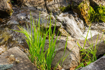 Close-up of grass in water