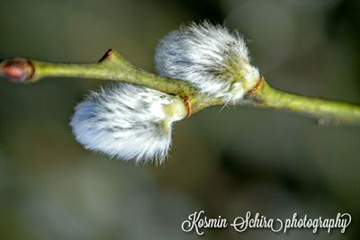 Close-up of dandelion