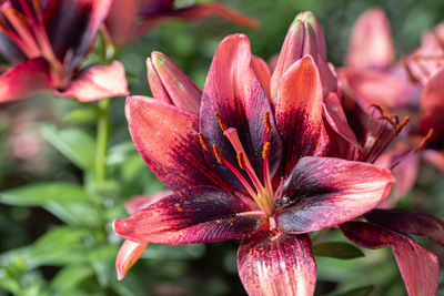 Close-up of red flowering plant