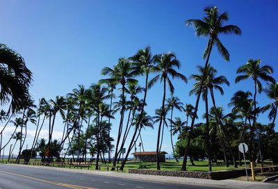 Palm trees on road against clear blue sky