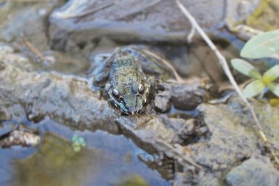 Close-up of frog on rock