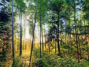 Pine trees in forest
