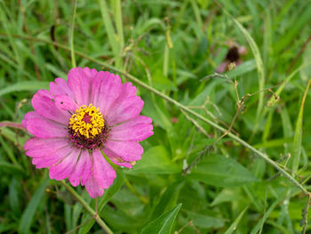 Close-up of pink flower on field