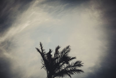 Low angle view of palm tree against sky