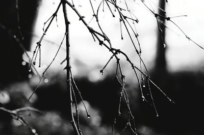 Close-up of plant against blurred background