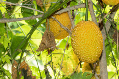 Close-up of fruits hanging on tree