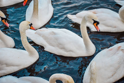 Close-up of swans in lake