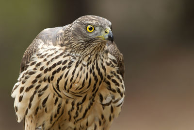 Close-up portrait of owl