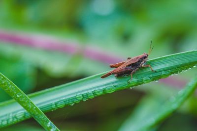 Close-up of grasshopper on wet plant