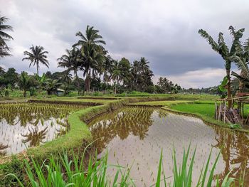 paddy field