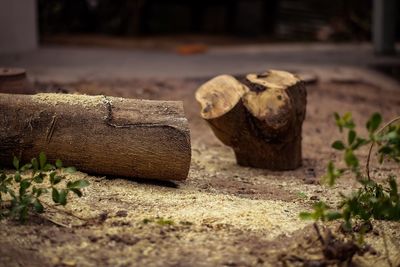 Close-up of logs on field