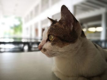 Close-up of cat looking away