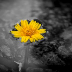 Close-up of yellow flower