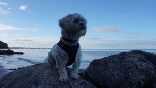 Close-up of dog on beach against sky
