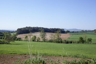 Scenic view of field against clear sky